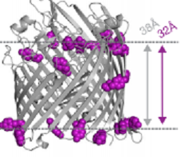 Protein Structure Prediction and Design in a Biologically Realistic Implicit Membrane
